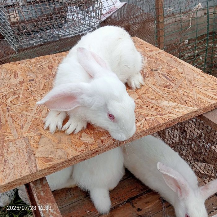 Продам кроликов Белый Великан