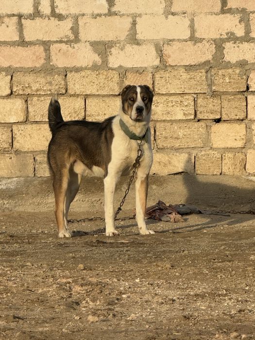 Молодой сатылат