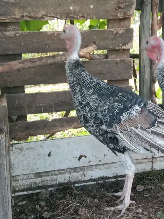 Продам домашних индюков.