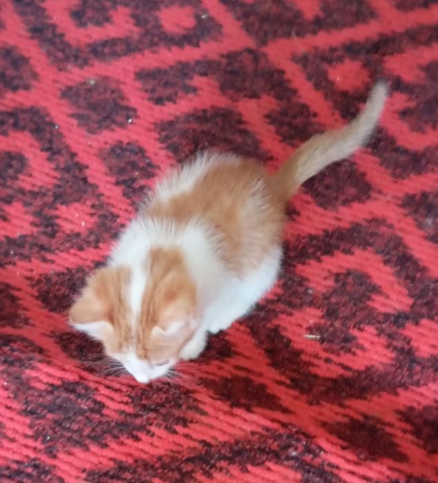 Отдам котенка в добрые руки.