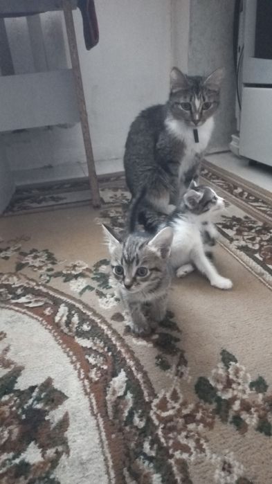 Отдам в добрые руки