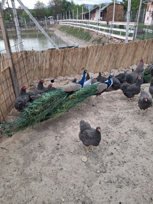 Ștruți și păuni de vânzare.