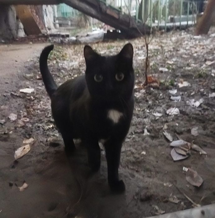 Кошечка чёрная, срочно