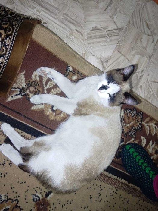 отдам даром кота