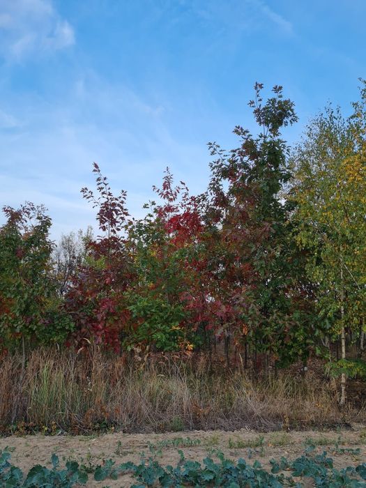 Vând Mesteacan, Tei Artar Frasin Stejar Paltin