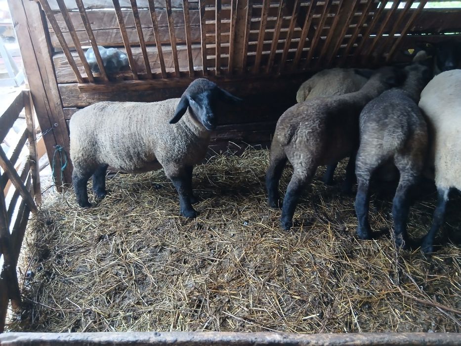 Berbecuti suffolk  de vânzare