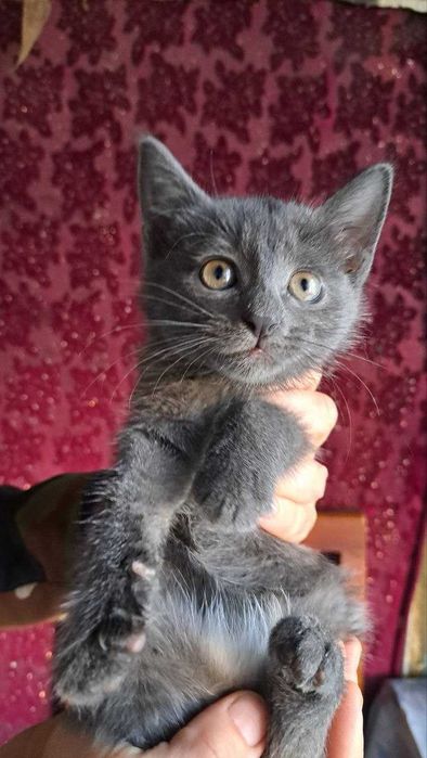 Котята, девочка и мальчик, по 2 месяца
