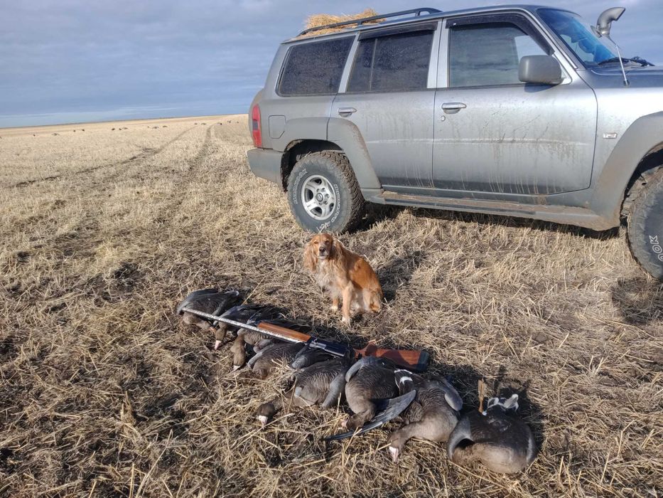 Спаниель-отличный парень ищет подругу