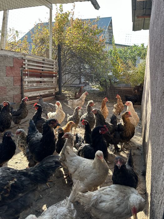 Куры домашнее животное