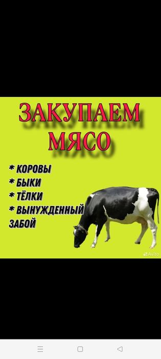 КРС Говядина, Свинина