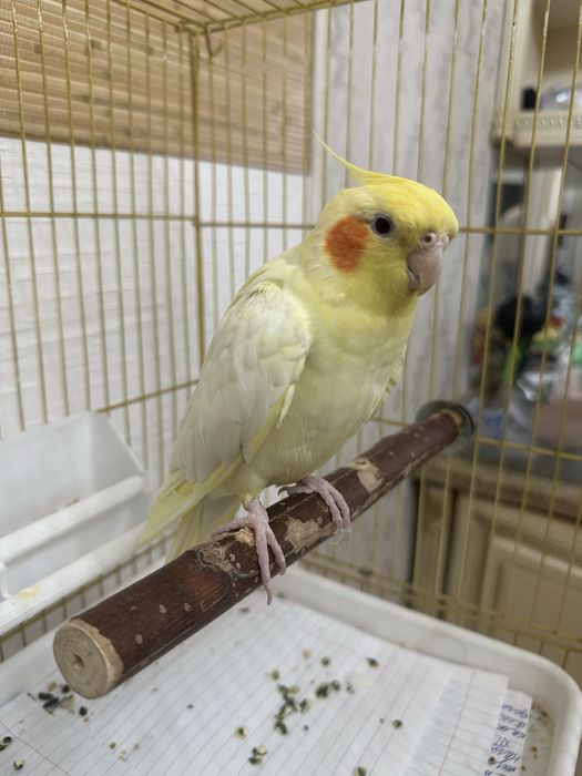 Продаётся замечательный попугай корелла Гоша (1.5 года)