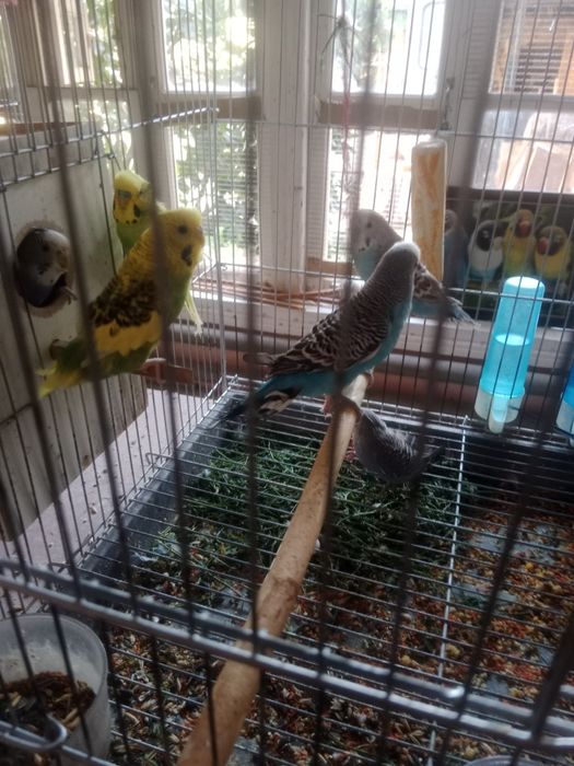 Волнистые попугайчики