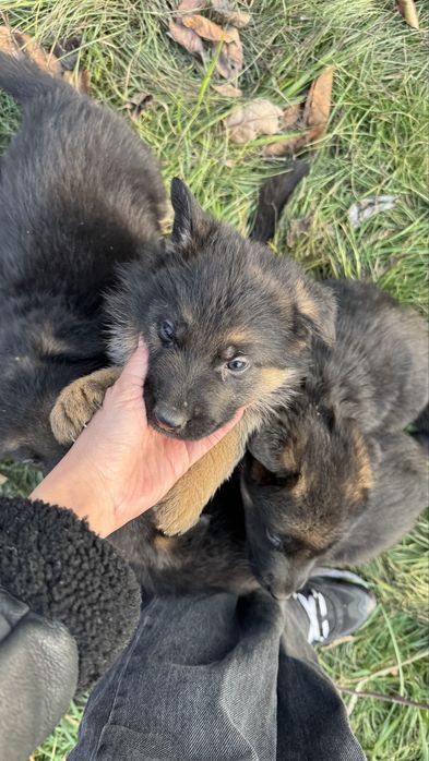 Немецкая овчарка