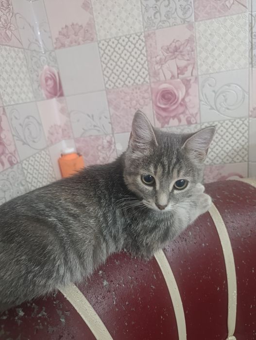 Отдам кошечку в добрые руки, срочно