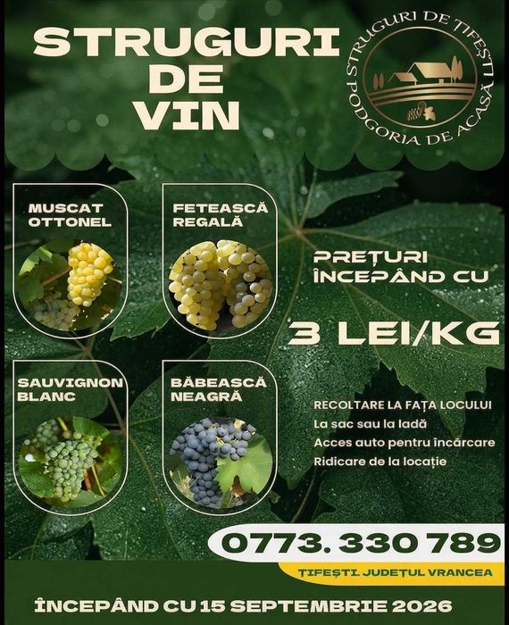 Struguri – Fetească Regală, Muscat Ottonel, Sauvignon, Băbească Neagră
