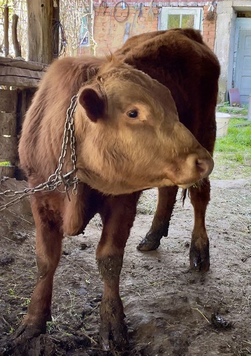 Taur rasa Angus cu Băltată Românească