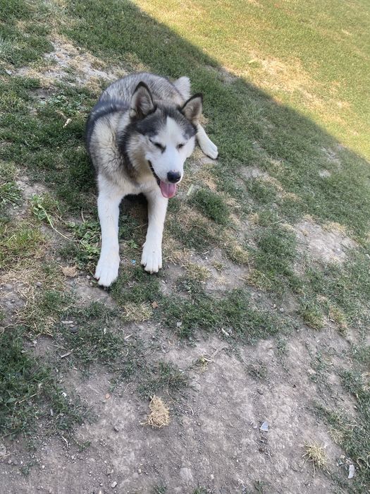 Donez husky de un an de zile