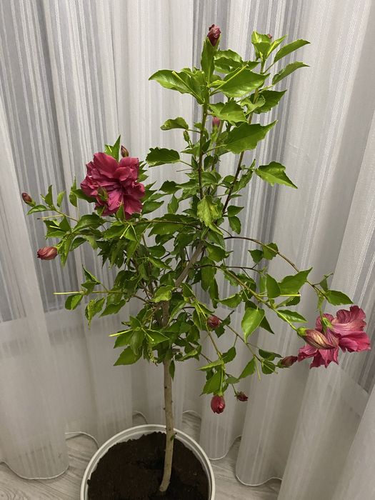 Trandafir japonez galben si violet