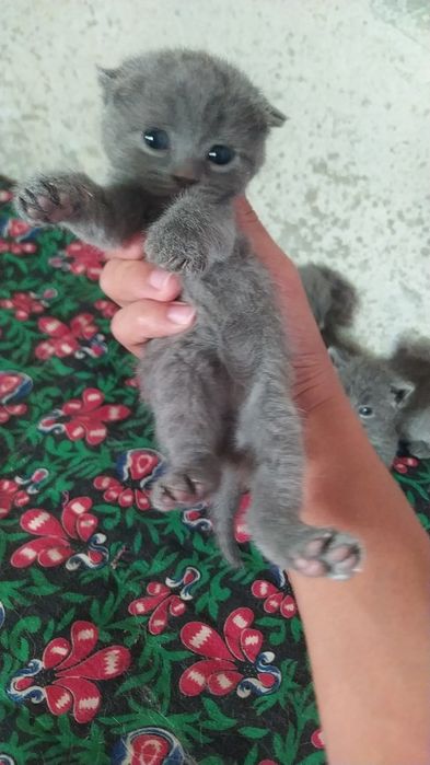 Мушукча сотилади