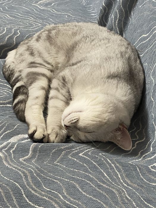 Шотландская кошечка!