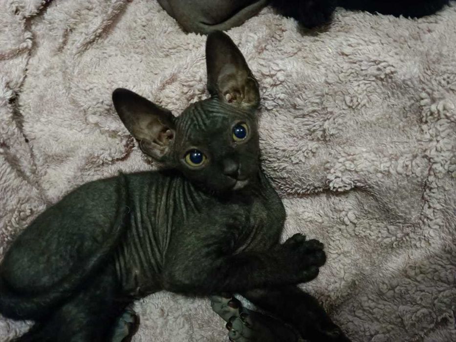Продаются котята сфинкс!