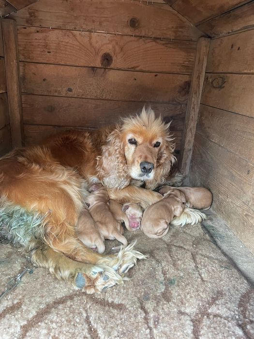 Кокер шпаньол.   .