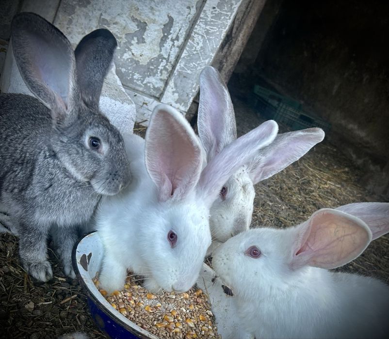 Vand iepuri și carcasă