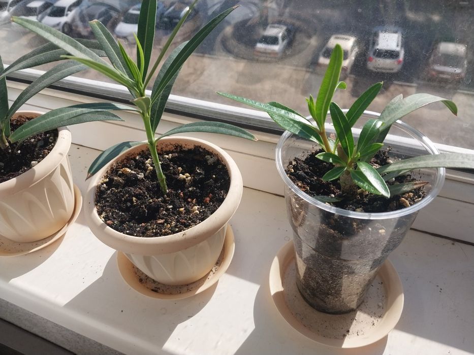 Алеандр  растение