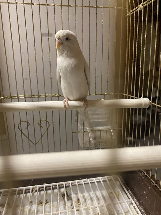 Продам волнистого попугая