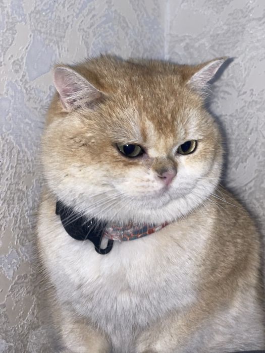 vyazkaga britanskaya zalataya shinshilla 1,5 yosh soglom emlangan