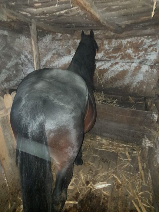 Cal de vanzare, 6 ani. Comuna Apele Vii