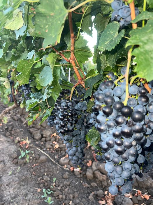 Struguri de vin