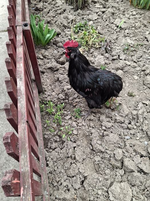 Vând cocoș Araucana