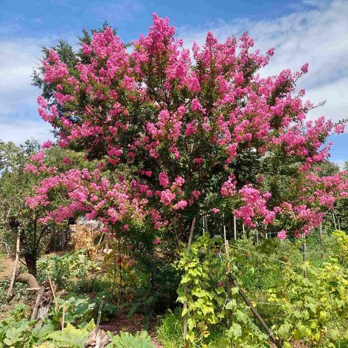 Продавам Индийски люляк