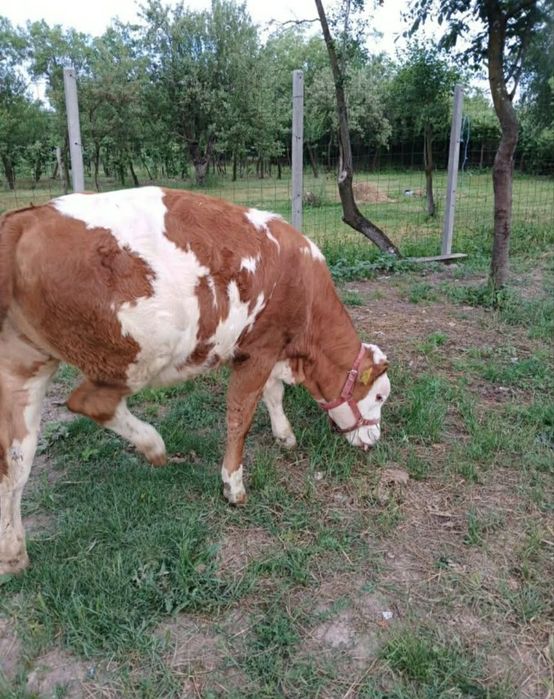 Vând viței baltata romanesca !