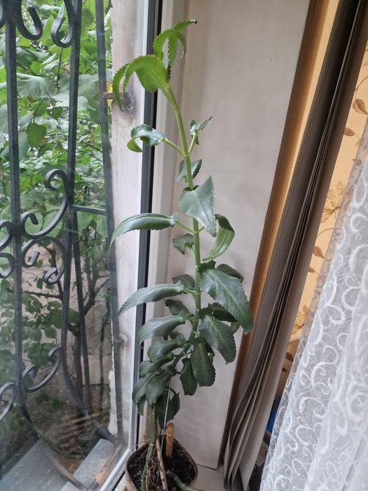 растения коланхоэ лечебное и алое