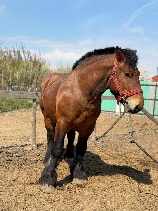 Armăsar ardenez de montă