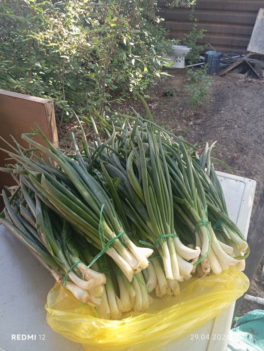 Зелёный лук , Шпинат