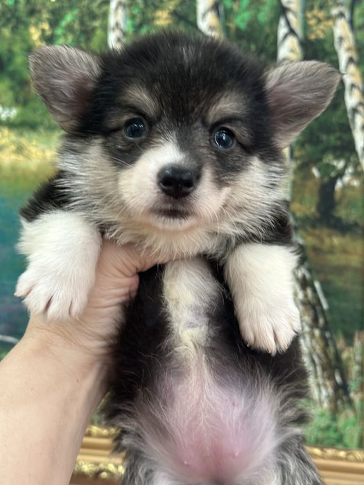 Супер детки вельш корги