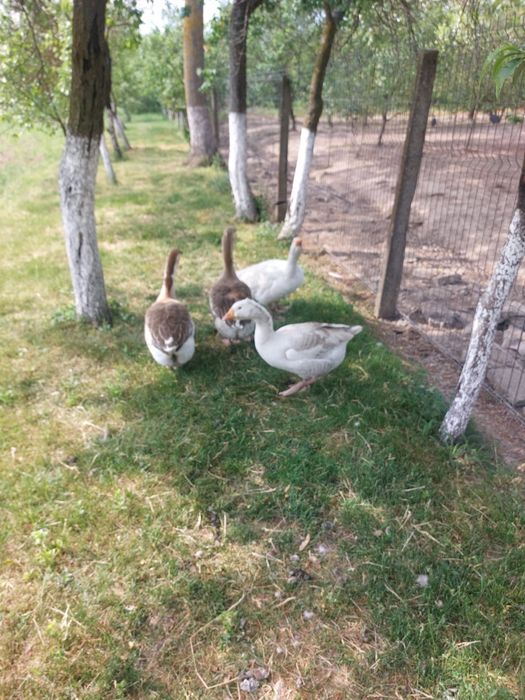 Vând Rațe / Gâște