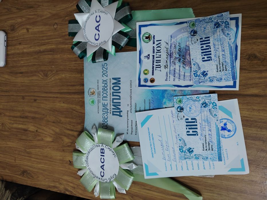 Кане корсо ждет  невесту