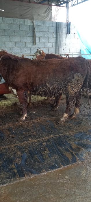 Зотдор моллар сотилади