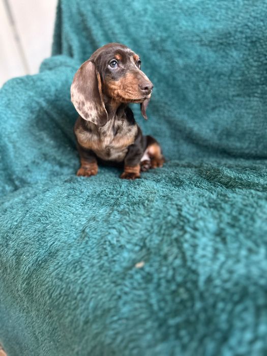 Mascul teckel cu Certificat Pedigree FCI