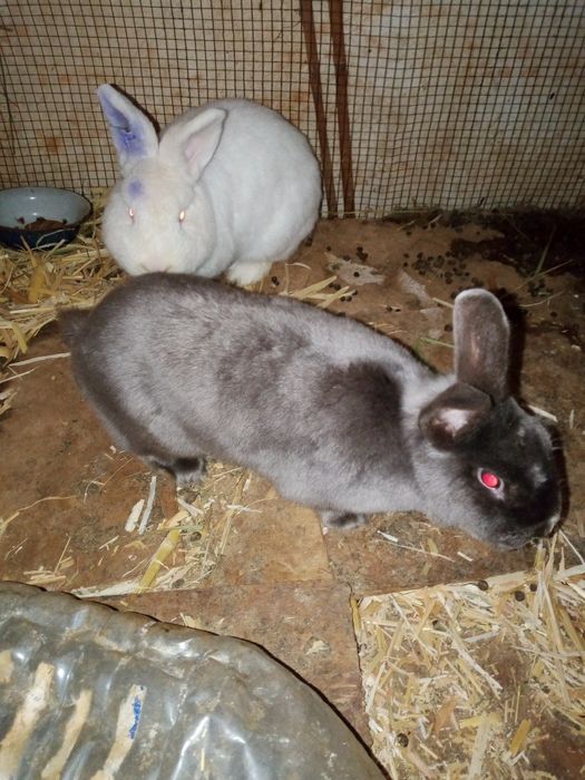 Quyon sotiladi 50kunli,2-3oyli har-hil quyon