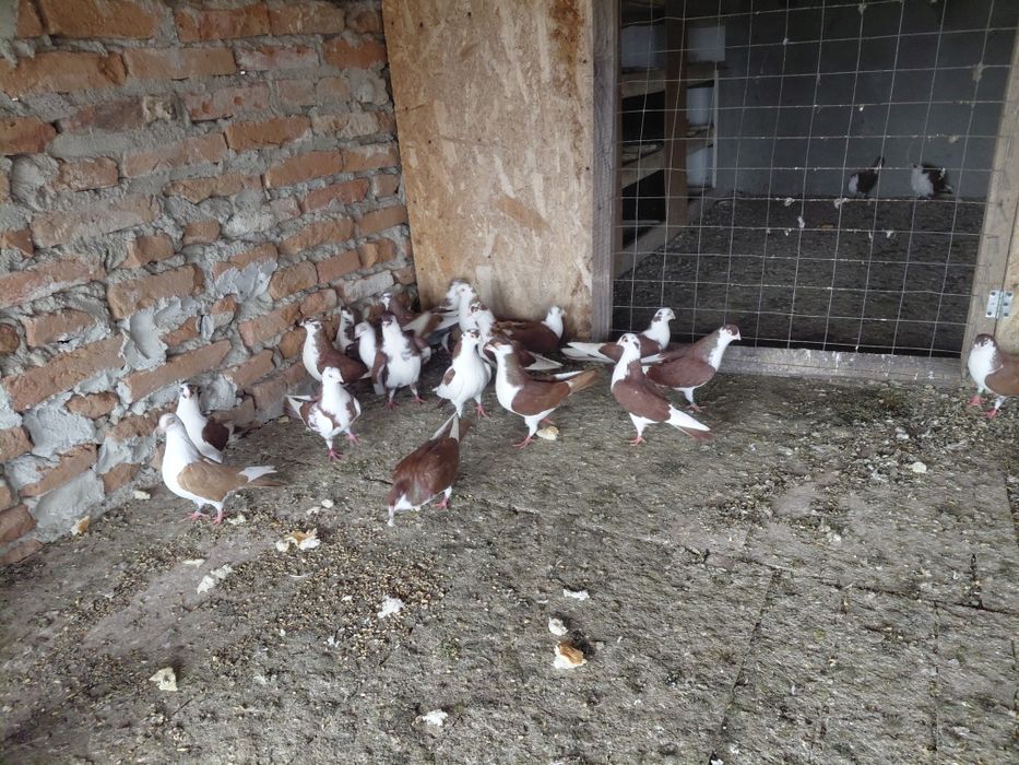 Porumbei galateni cu joc foarte bun