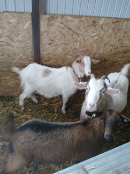 Vind 3 iede gestante