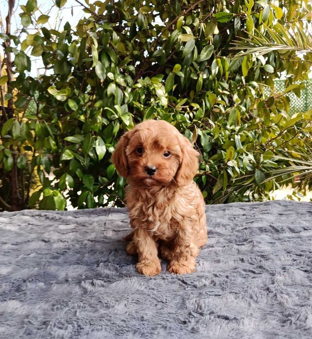 Кавапу  / kavapoo