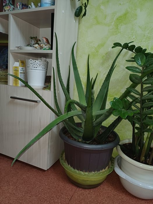 Комнатное растение алоэ