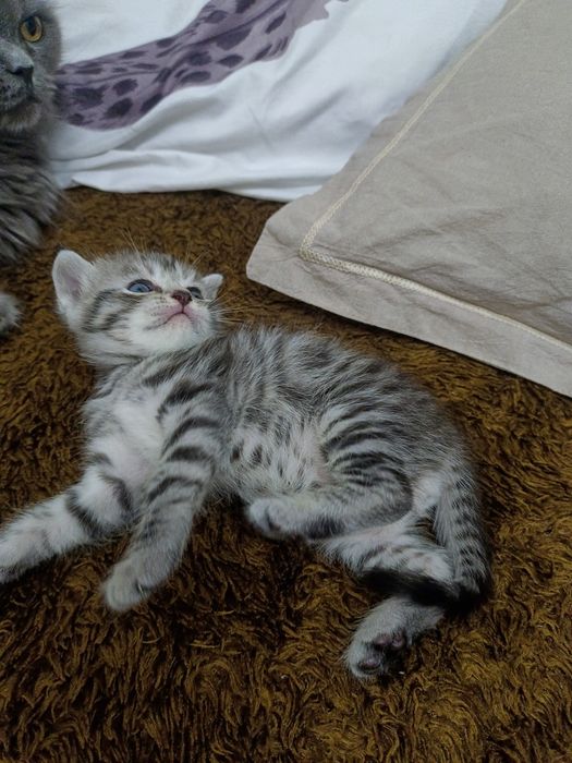 Котята скотиш страйт