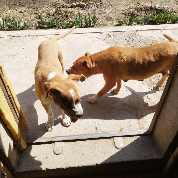 Американский стаффордширский терьер